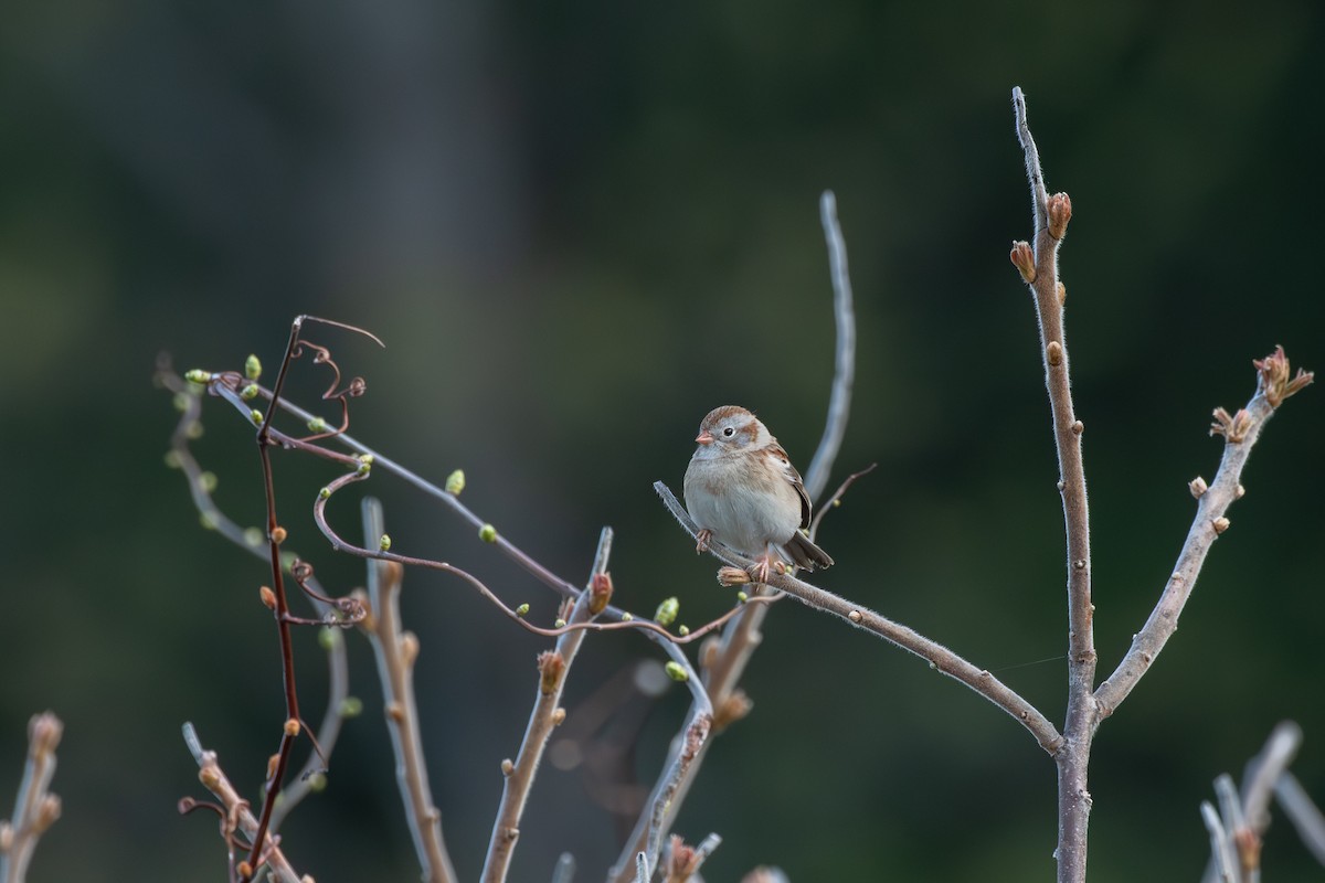 Field Sparrow - ML618431784