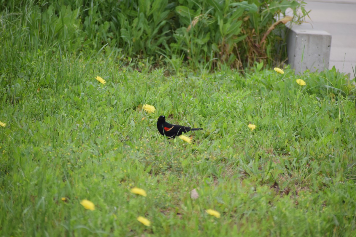 Red-winged Blackbird - Jackson Bridgeforth