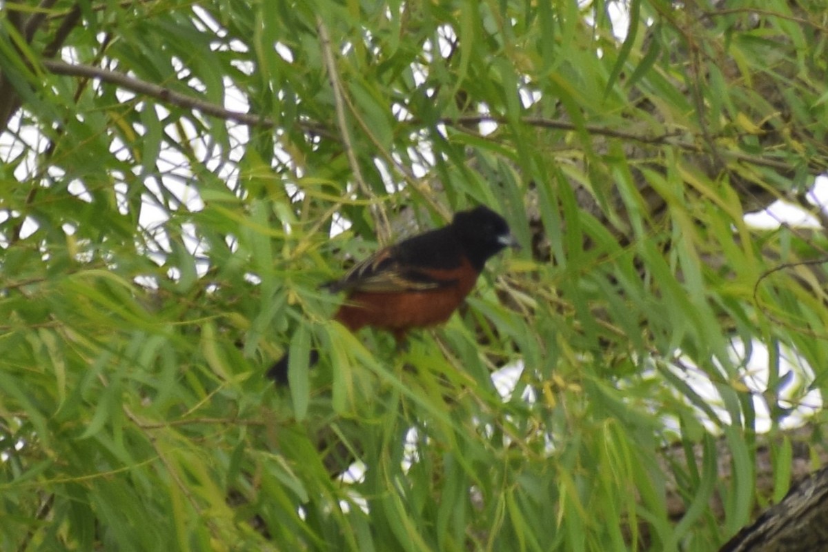 Orchard Oriole - ML618431870