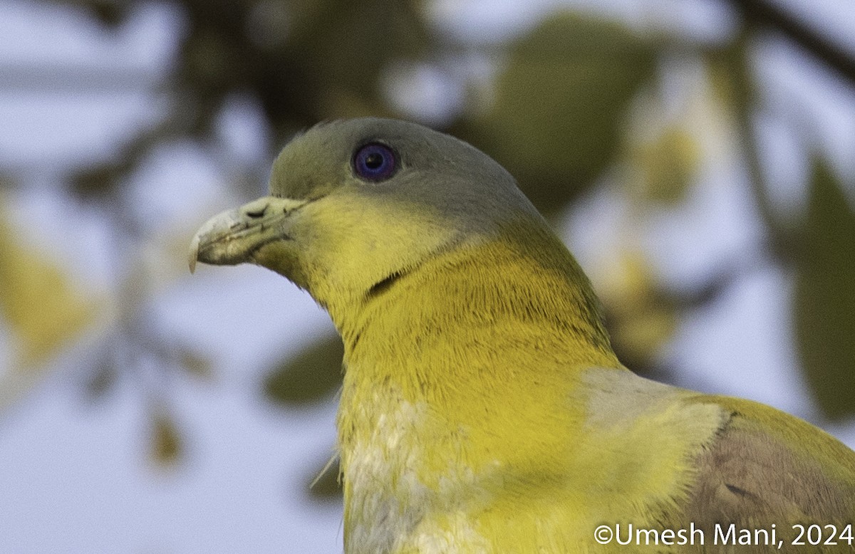 Yellow-footed Green-Pigeon - ML618431903