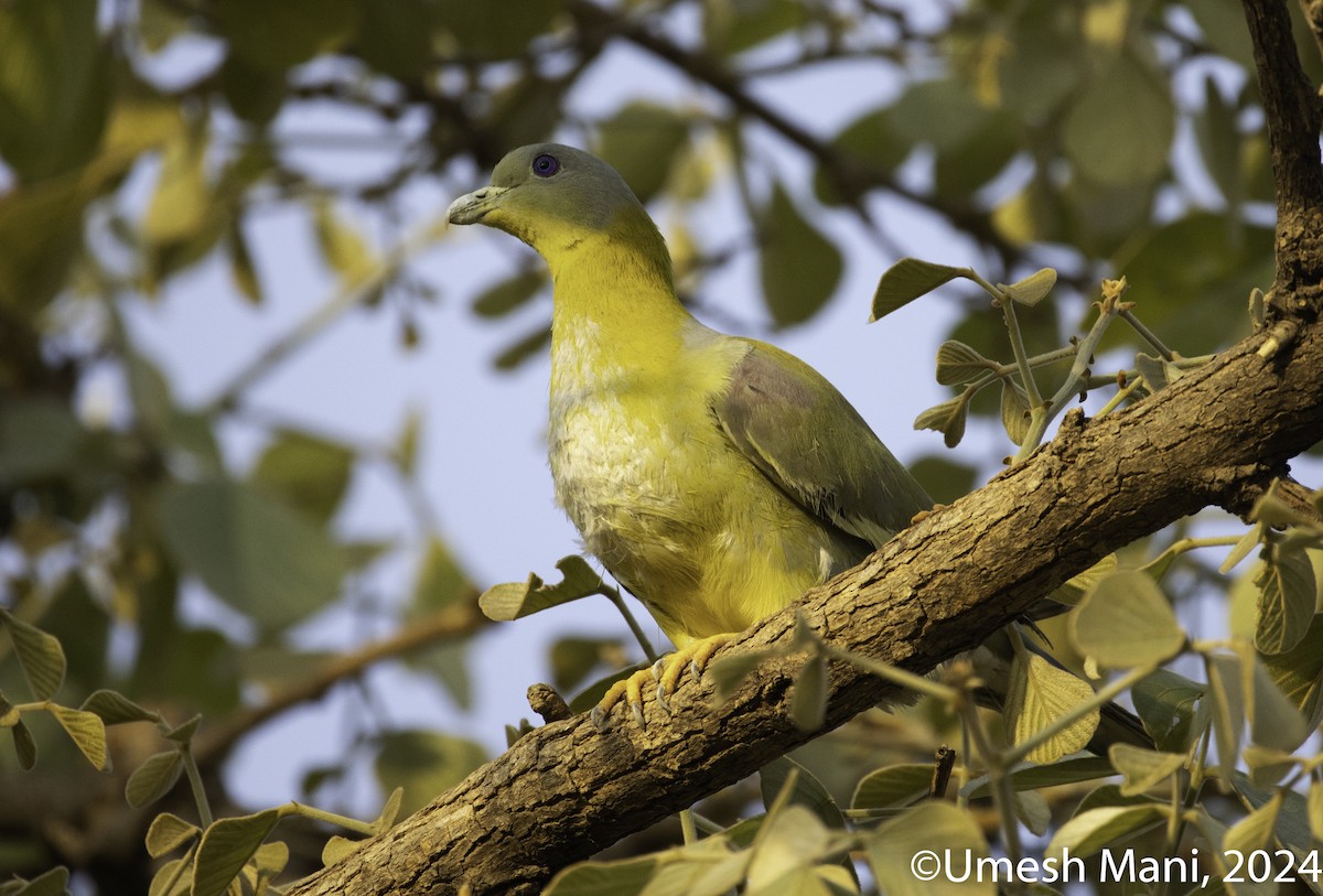 Yellow-footed Green-Pigeon - ML618431905