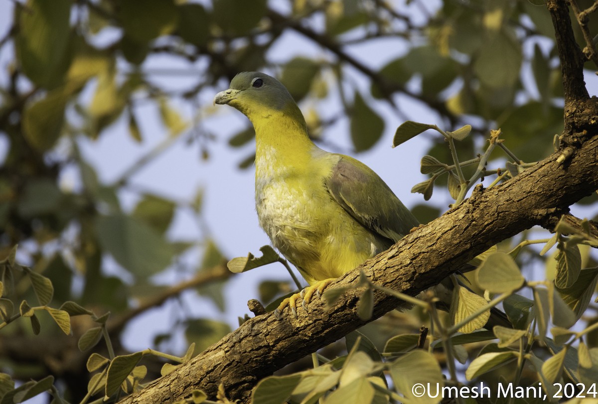 Yellow-footed Green-Pigeon - ML618431906