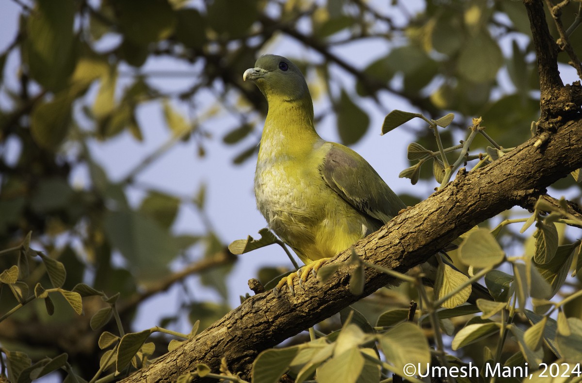 Yellow-footed Green-Pigeon - Umesh Mani