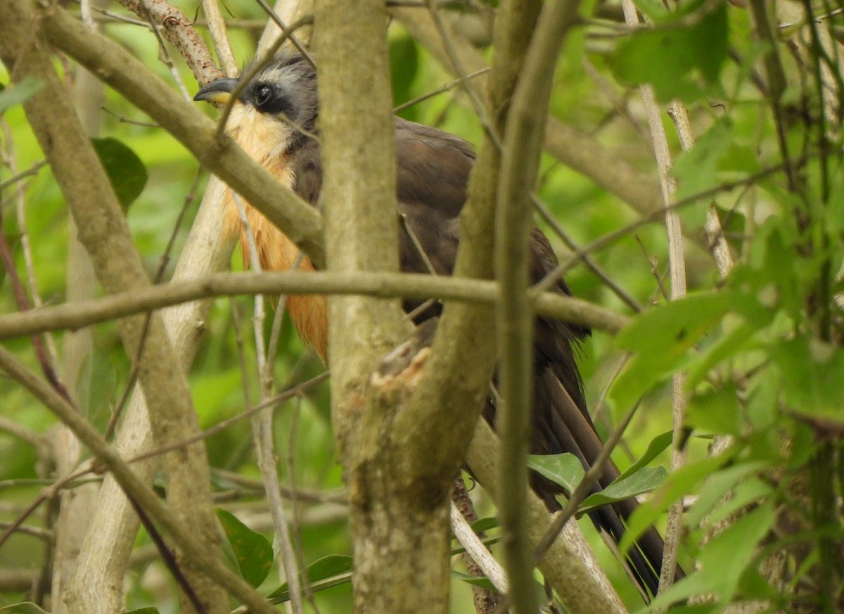 Mangrove Cuckoo - ML618431960