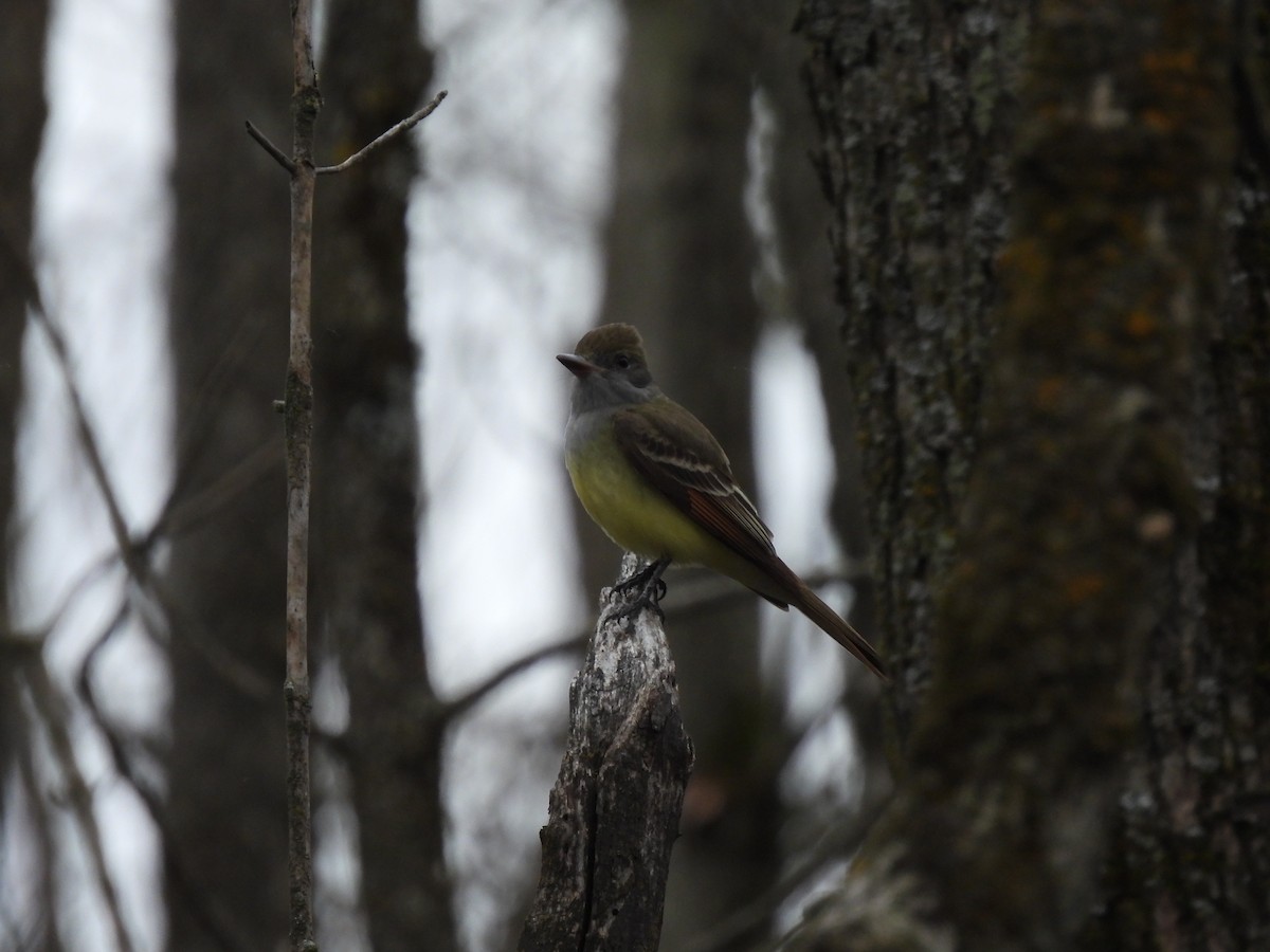 Great Crested Flycatcher - ML618432000