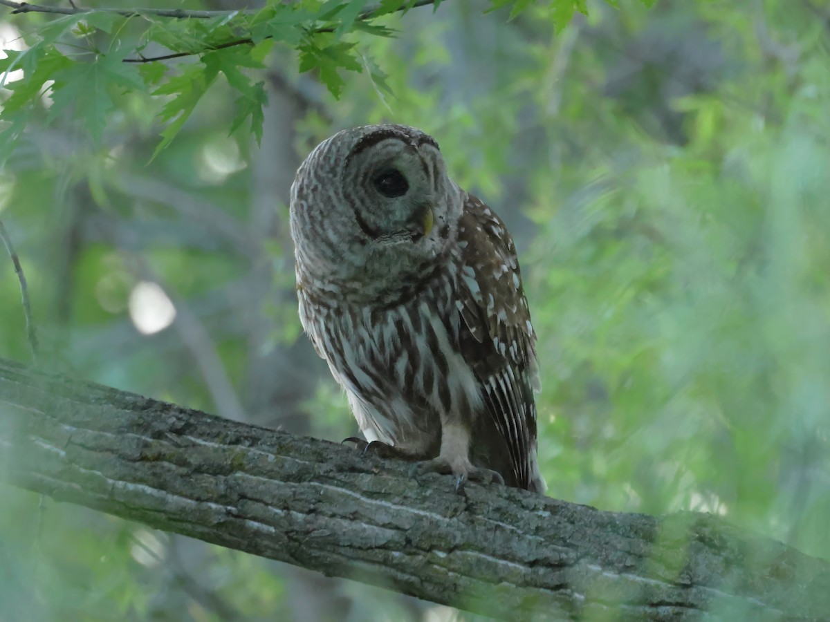 Barred Owl - ML618432014
