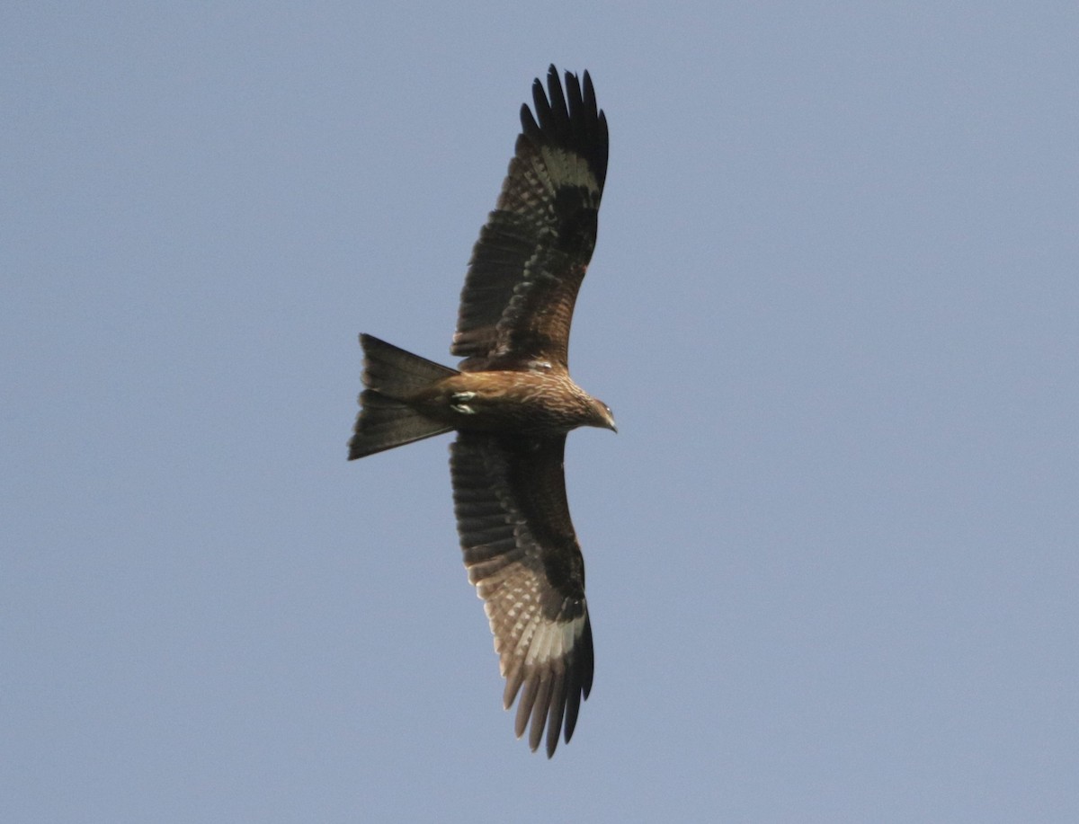 Black Kite - Meruva Naga Rajesh