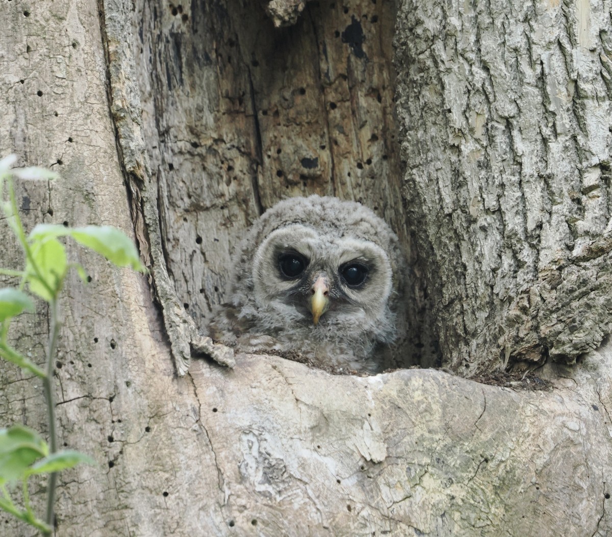 Barred Owl - ML618432099