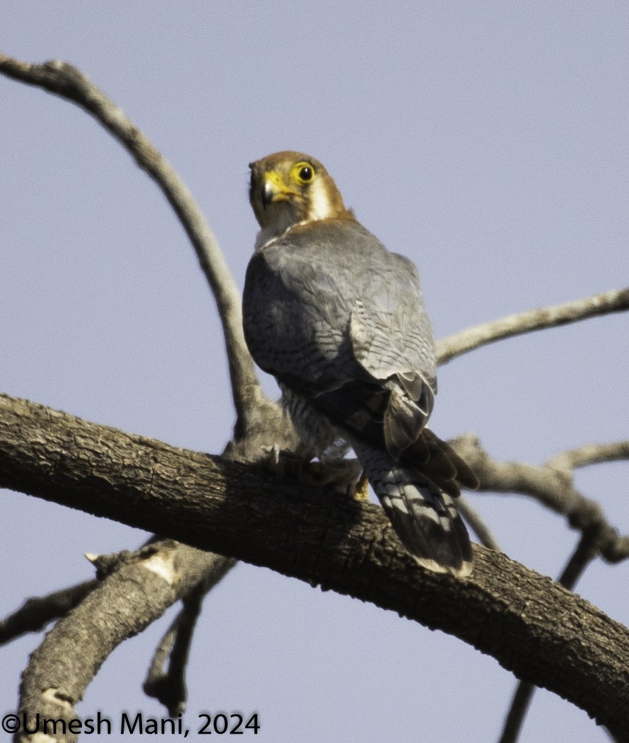 Red-necked Falcon - Umesh Mani