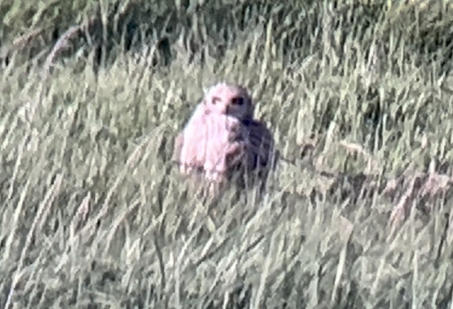 Short-eared Owl - ML618432155