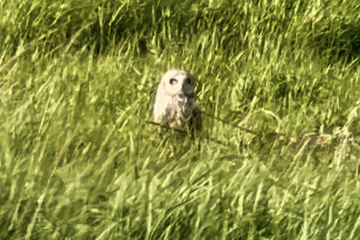 Short-eared Owl - Patrick Finch