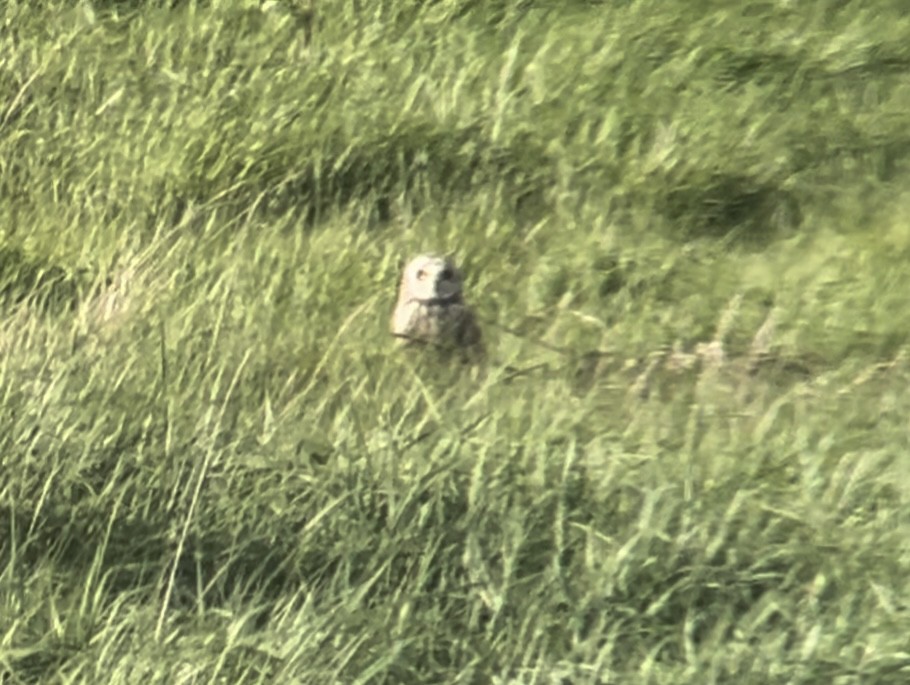 Short-eared Owl - ML618432157