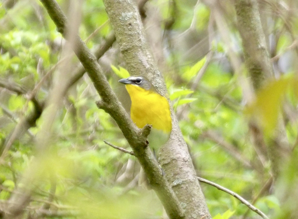 Yellow-breasted Chat - ML618432168