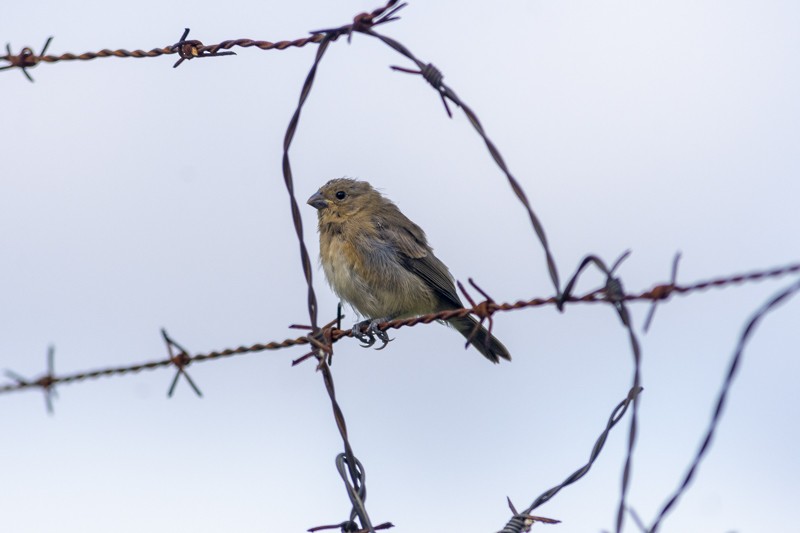 Ruddy-breasted Seedeater - ML618432207