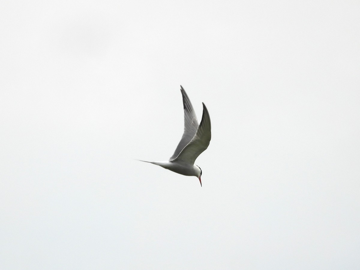 Common Tern - ML618432208