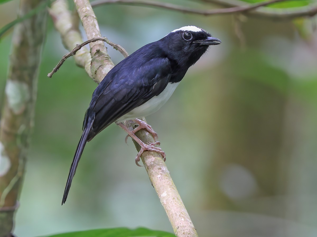 Visayan Shama - Copsychus superciliaris - Birds of the World