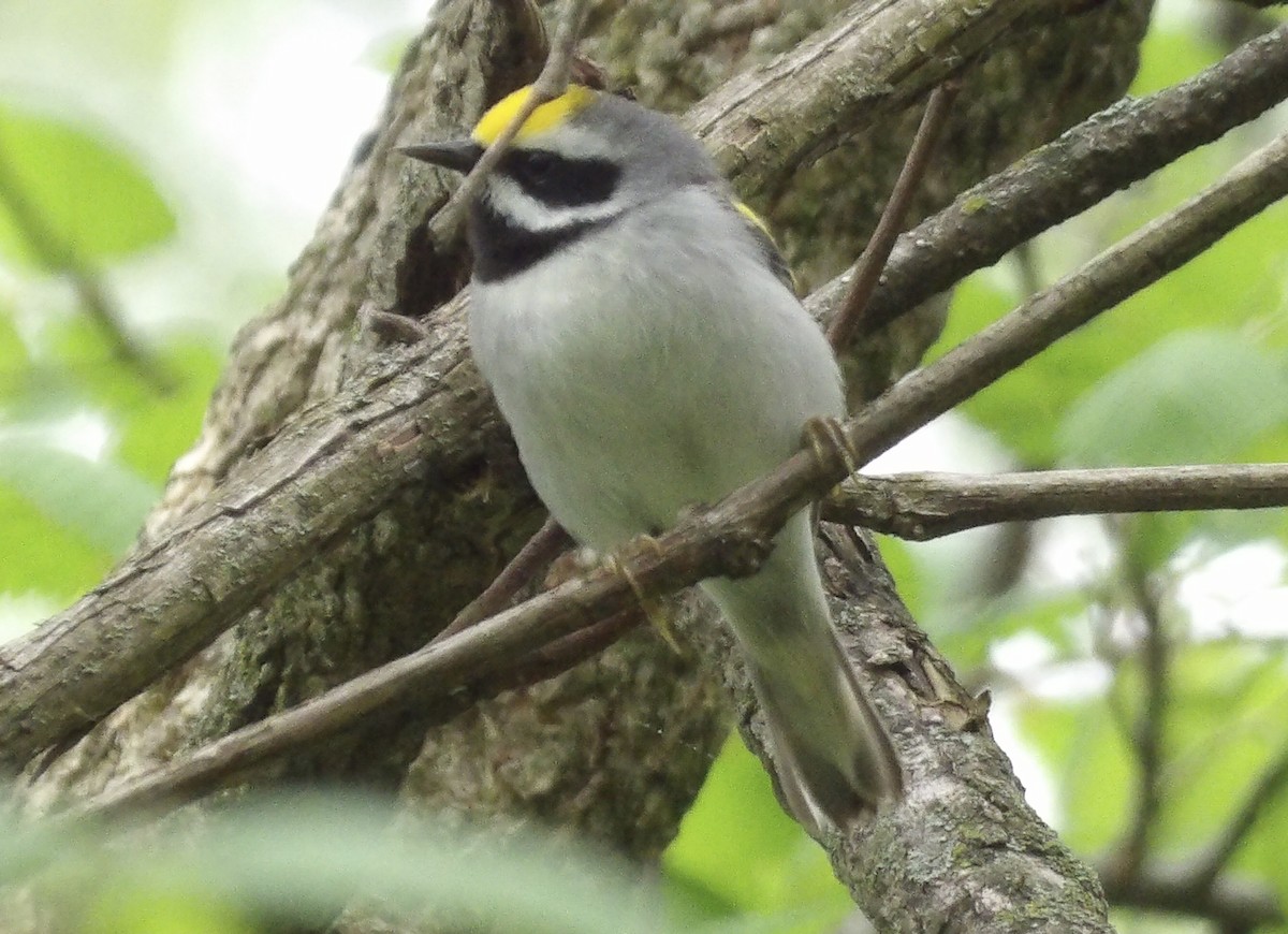Golden-winged Warbler - Kathy Rickey