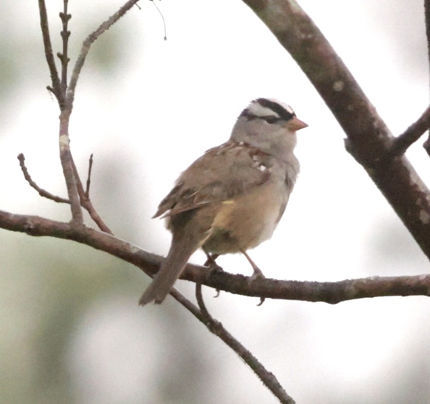White-crowned Sparrow - ML618432235