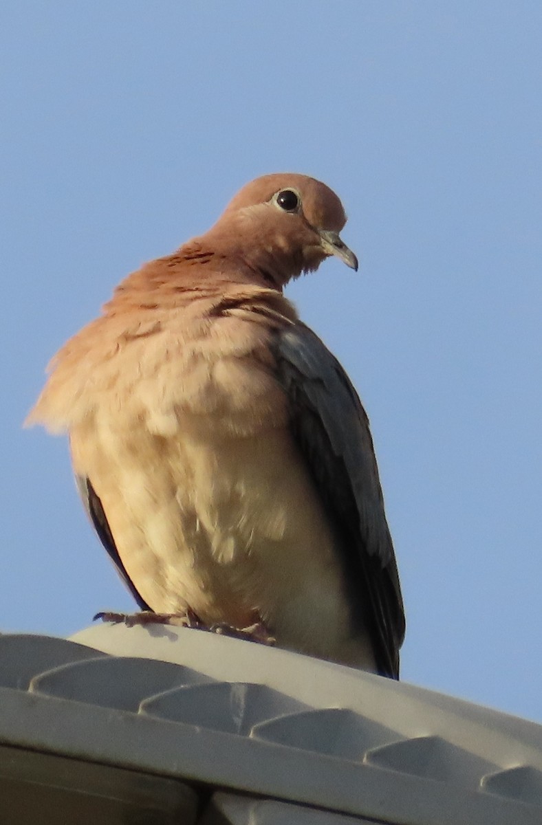 Laughing Dove - ML618432247