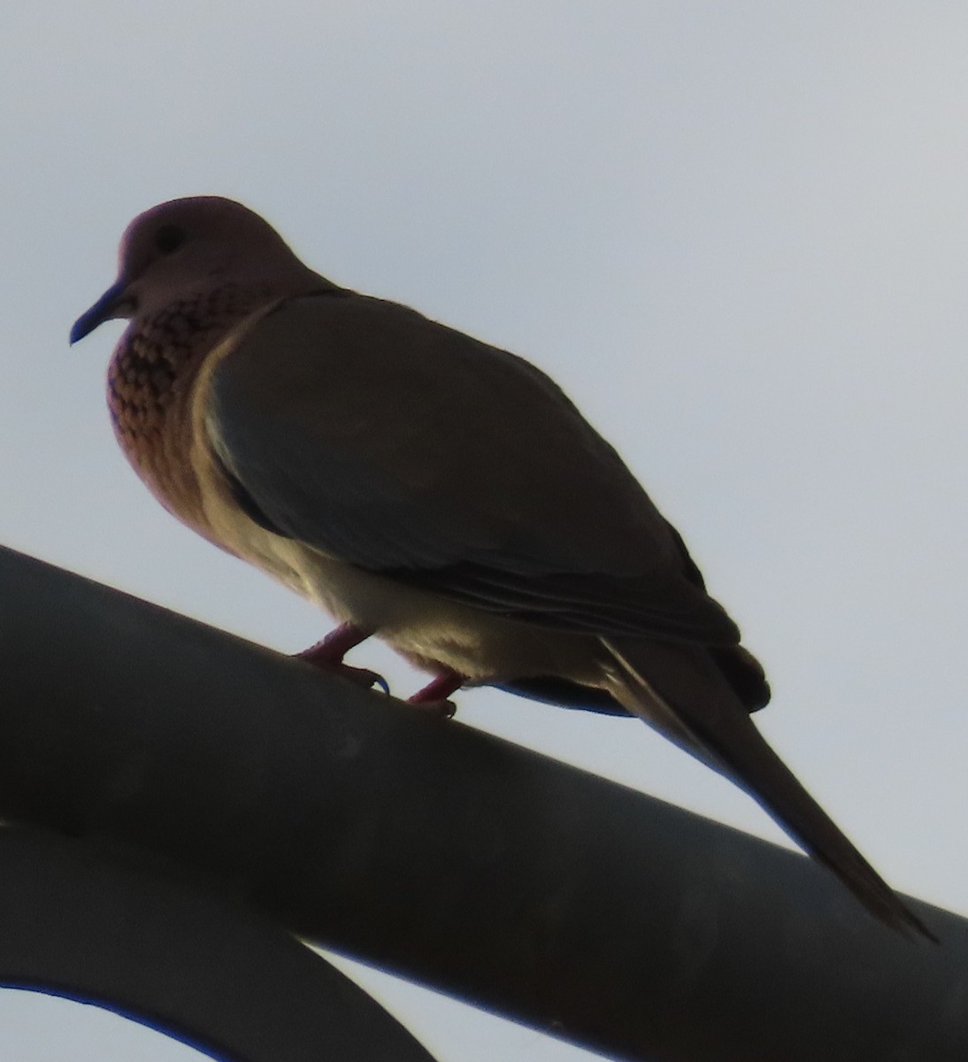 Laughing Dove - ML618432248