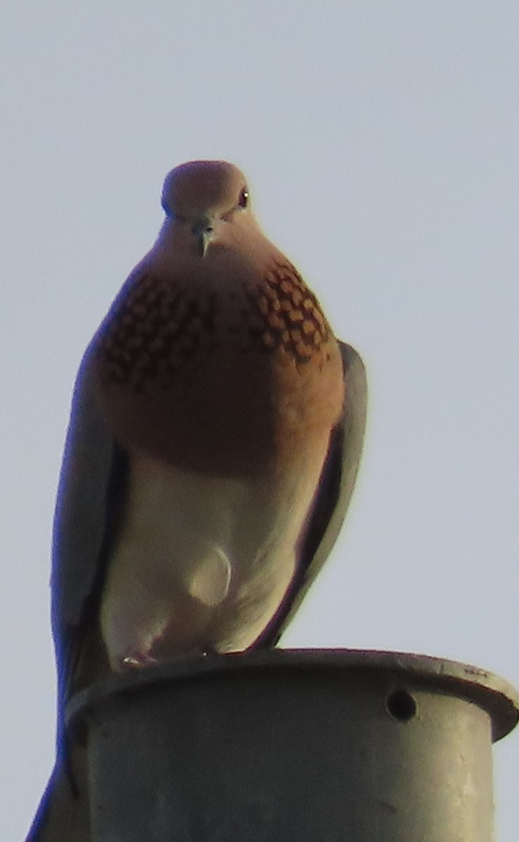Laughing Dove - ML618432249