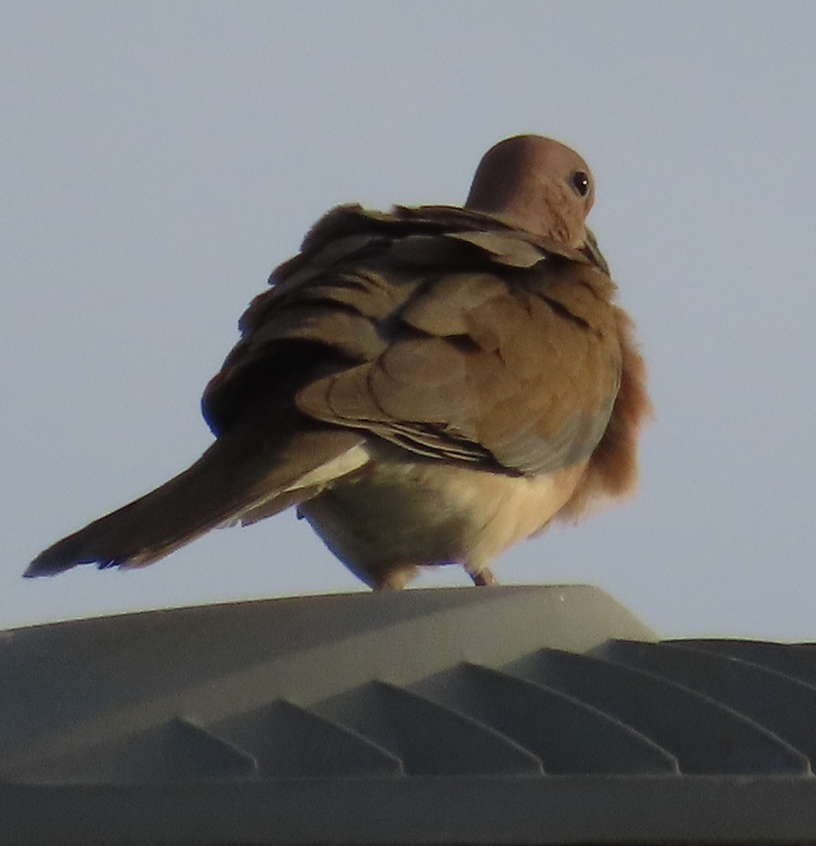 Laughing Dove - ML618432250