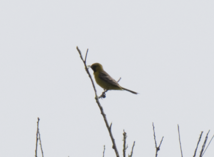 Orchard Oriole - ML618432302