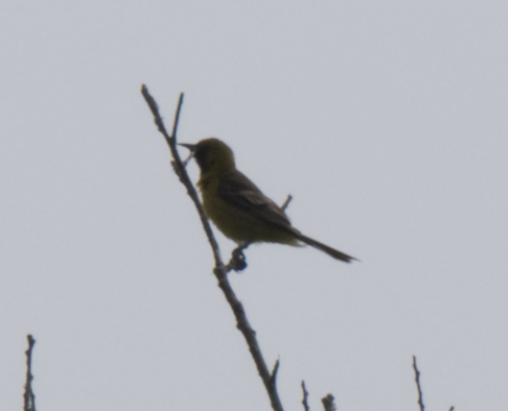 Orchard Oriole - ML618432304