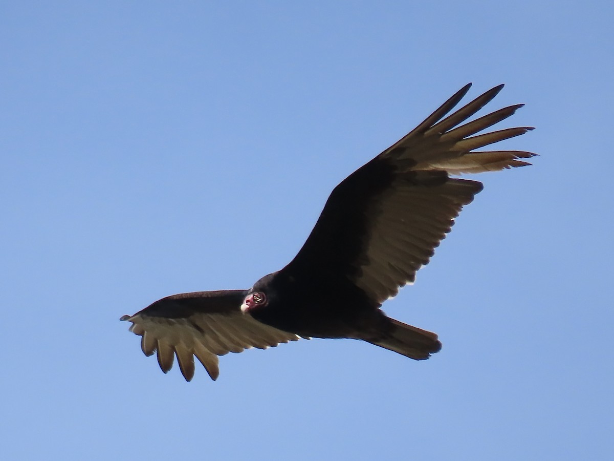 Turkey Vulture - ML618432316