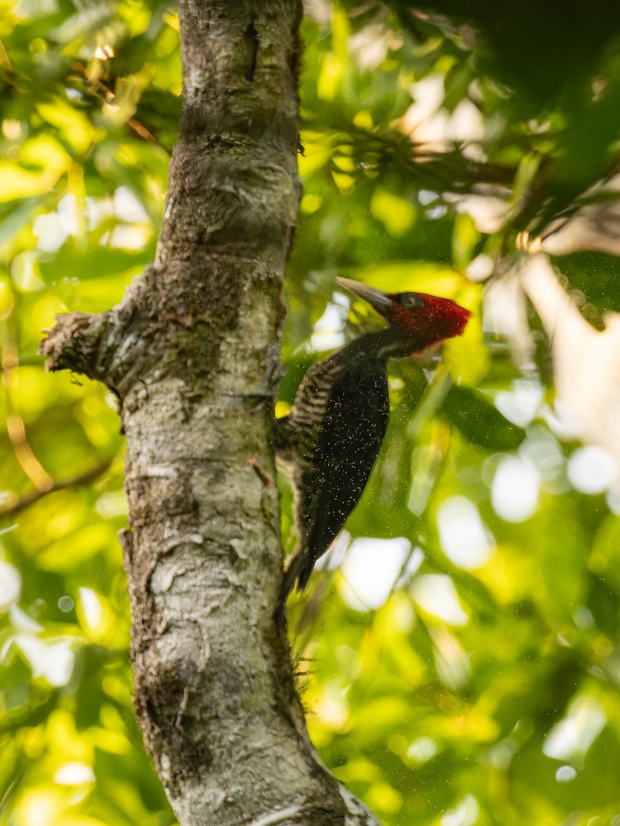 Pale-billed Woodpecker - ML618432326