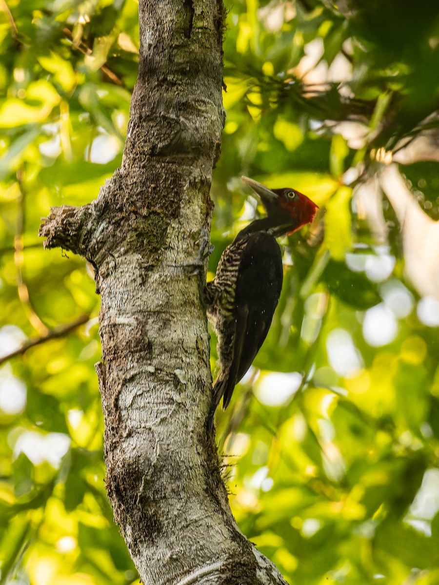 Pale-billed Woodpecker - ML618432327