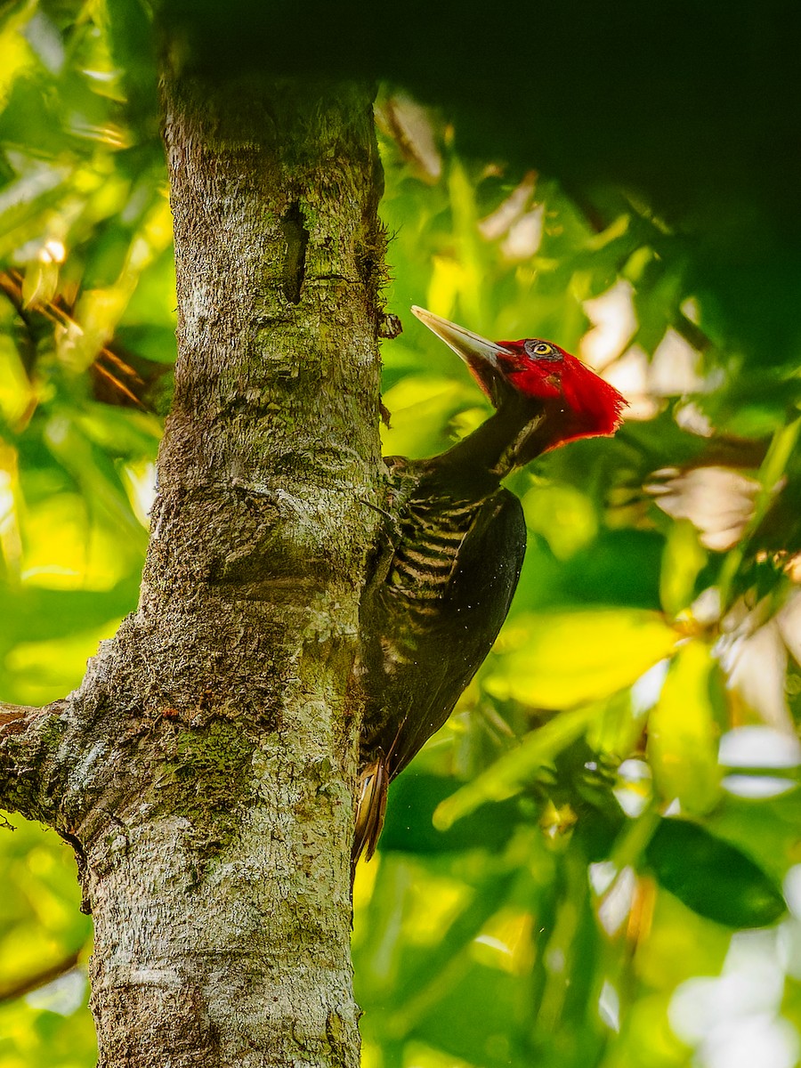 Pale-billed Woodpecker - ML618432328