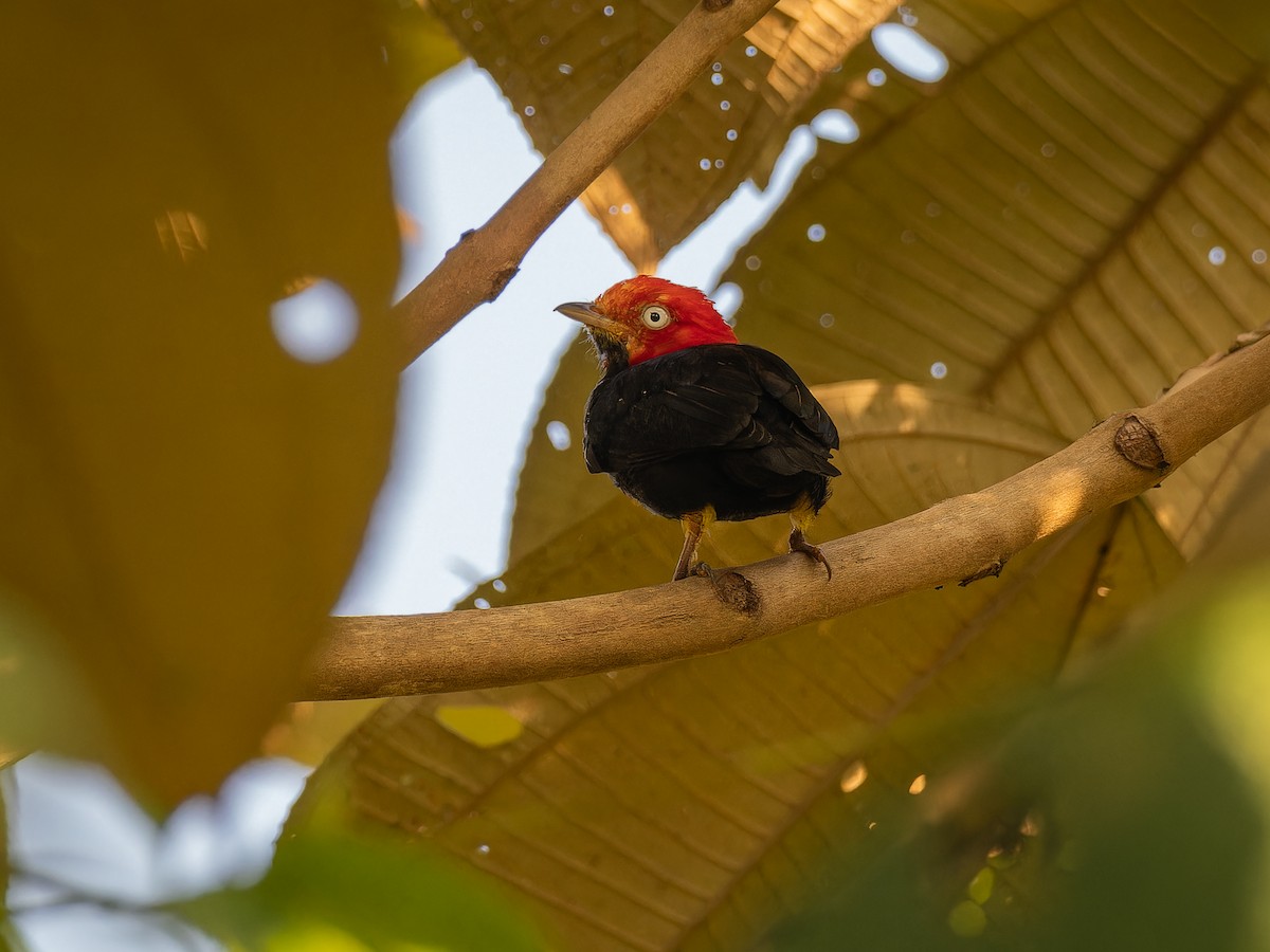 Red-capped Manakin - ML618432333