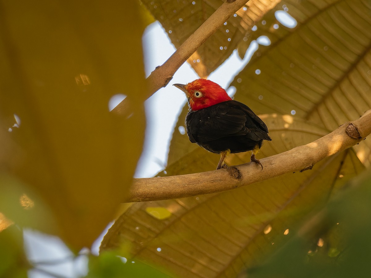 Red-capped Manakin - ML618432334