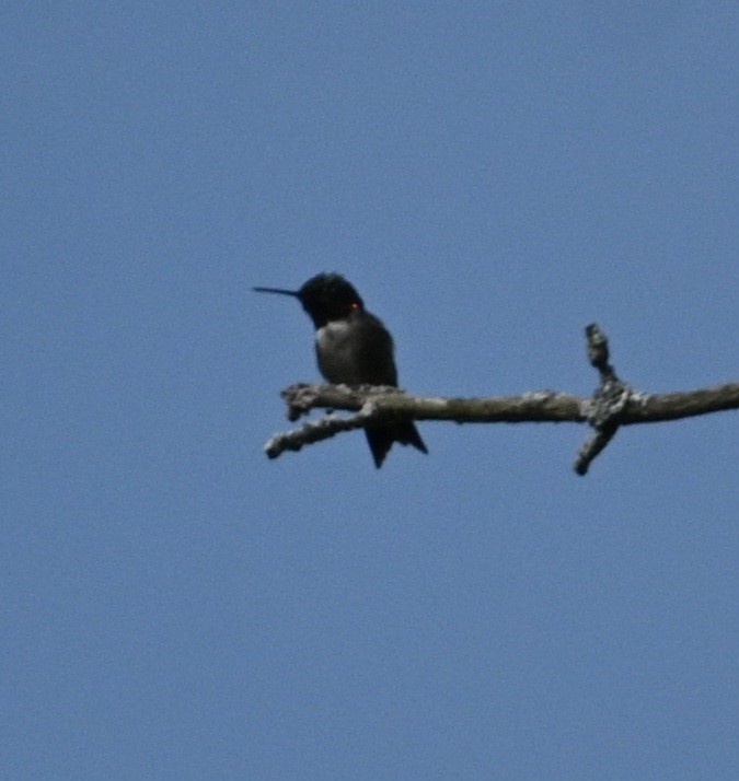 Ruby-throated Hummingbird - ML618432369