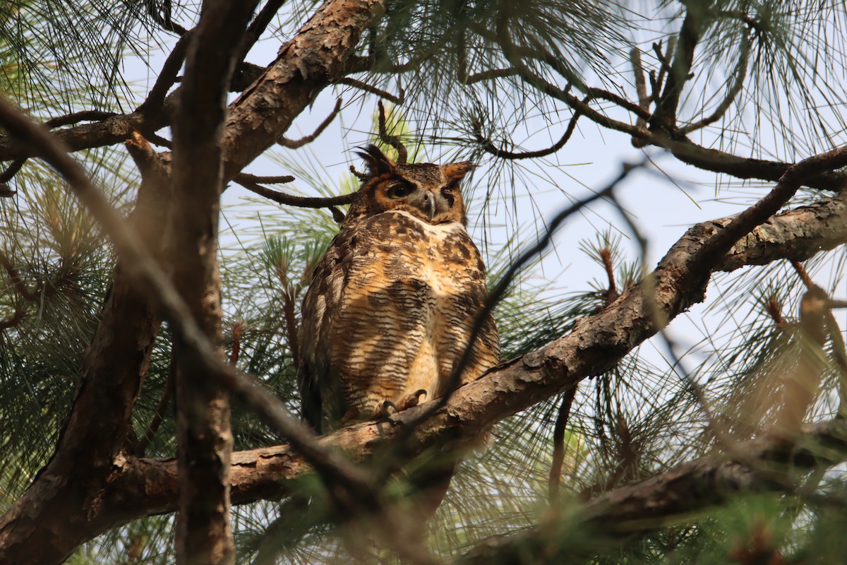 Great Horned Owl - John Keegan