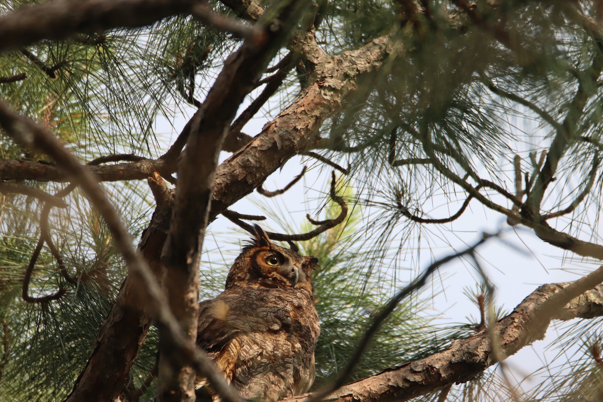 Great Horned Owl - ML618432378