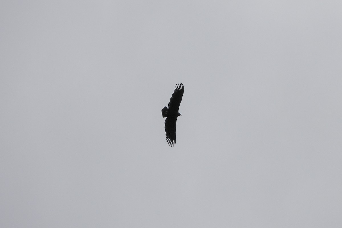 Cinereous Vulture - ML618432420