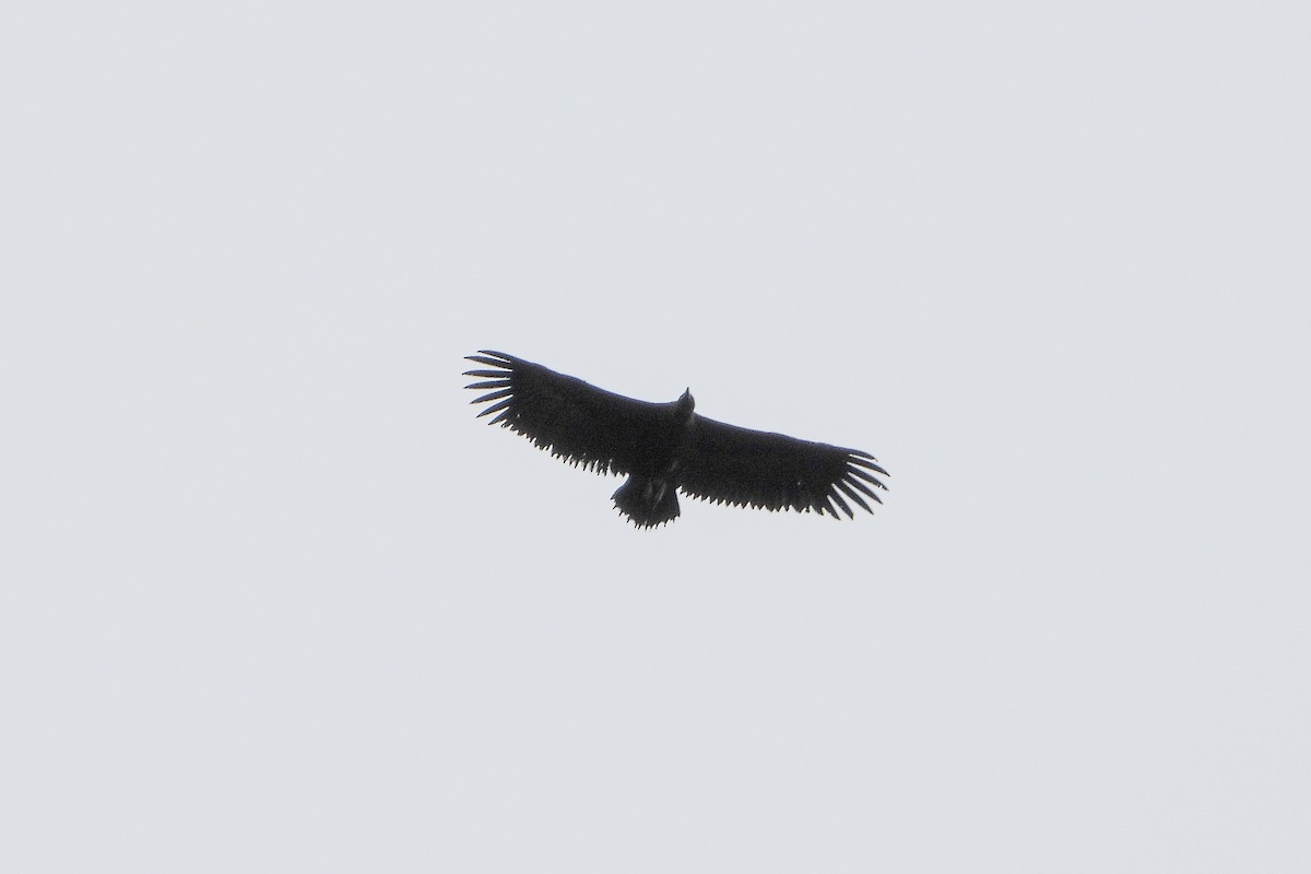 Cinereous Vulture - ML618432421