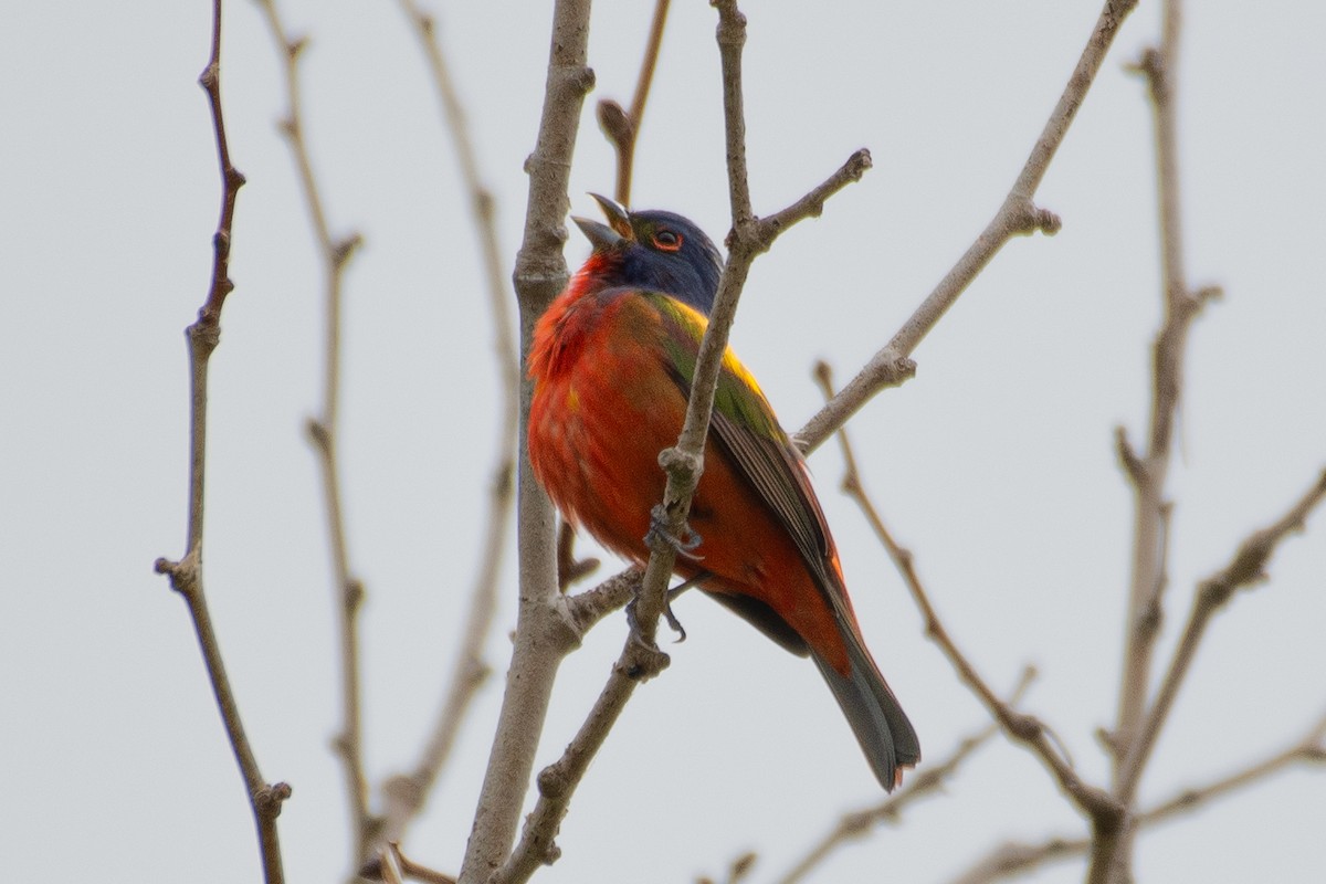 Painted Bunting - ML618432487