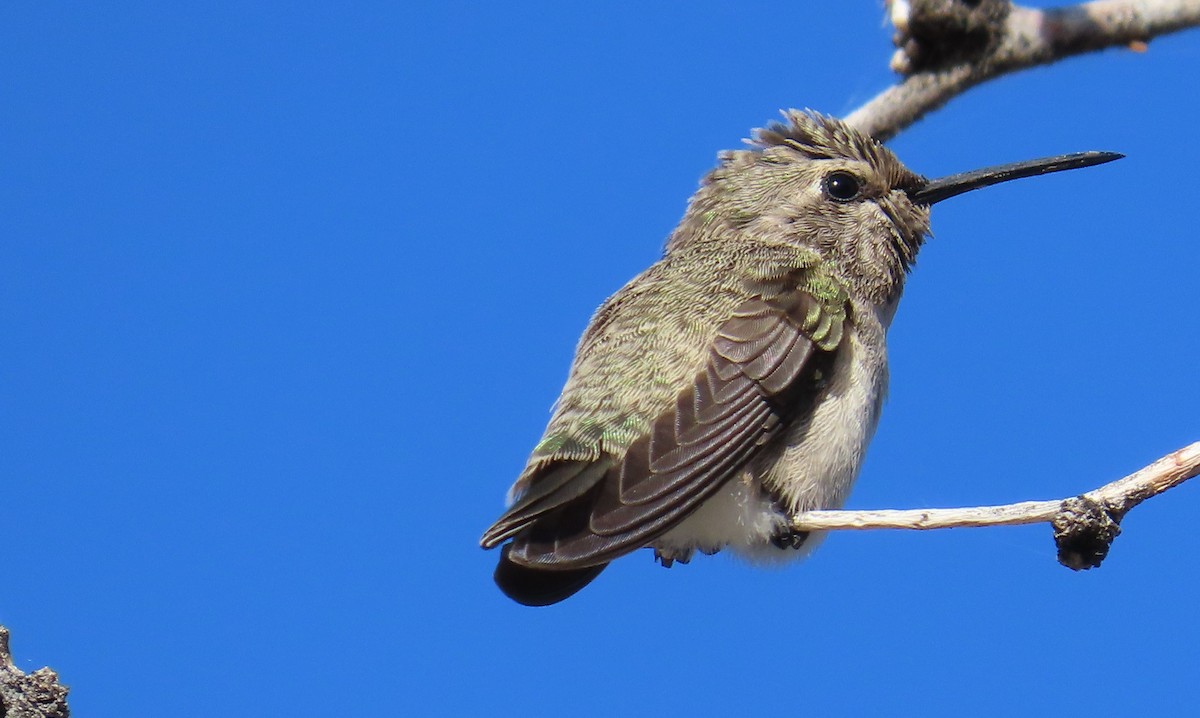 Costa's Hummingbird - ML618432501