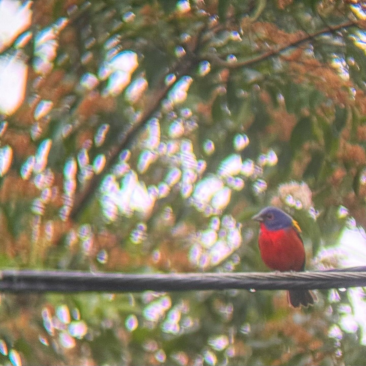 Painted Bunting - ML618432502