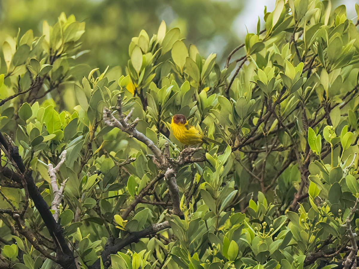 Yellow Warbler (Mangrove) - ML618432504