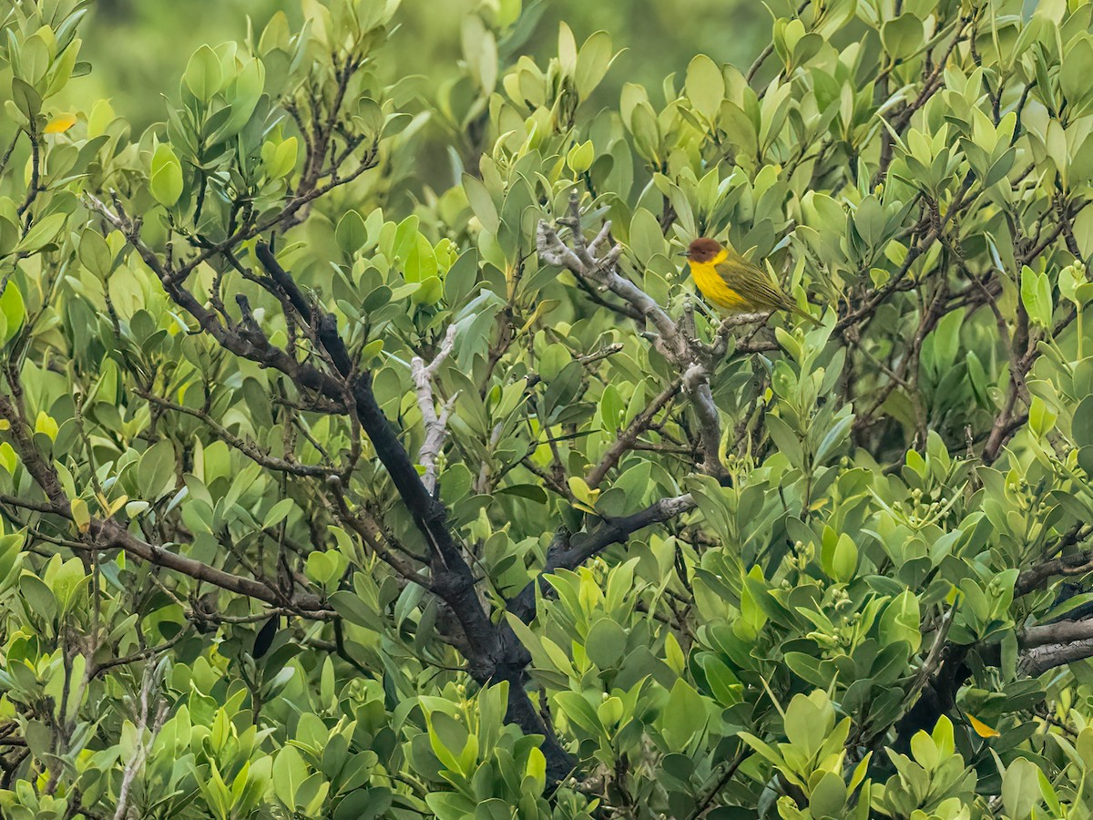 Yellow Warbler (Mangrove) - ML618432505
