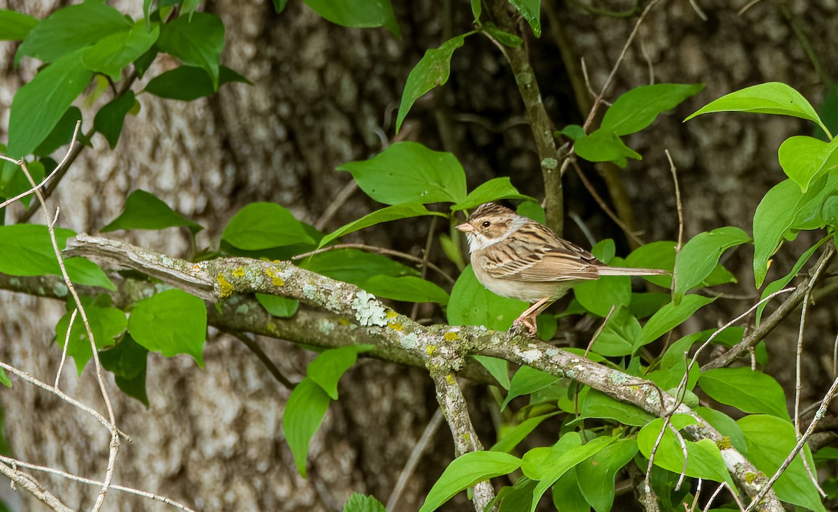 Clay-colored Sparrow - ML618432544