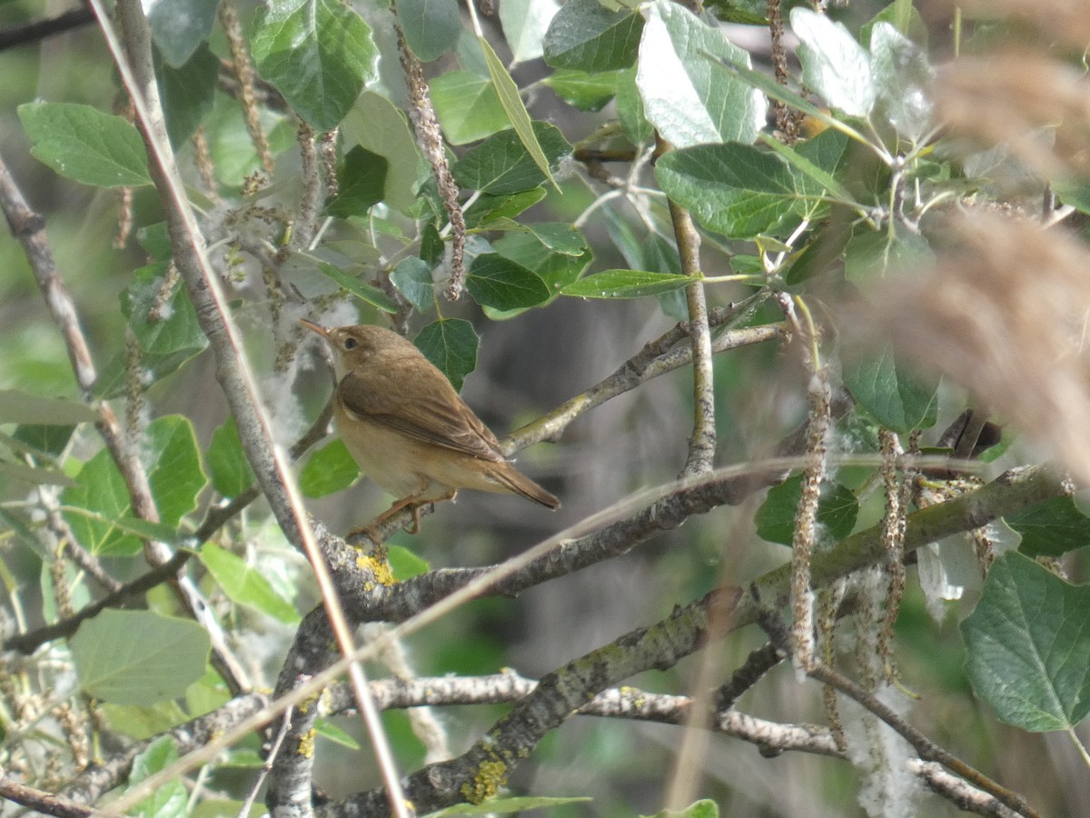 Common Reed Warbler - ML618432559