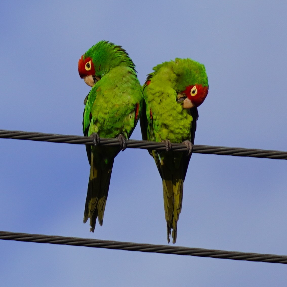 Guayaquil Papağanı - ML618432580