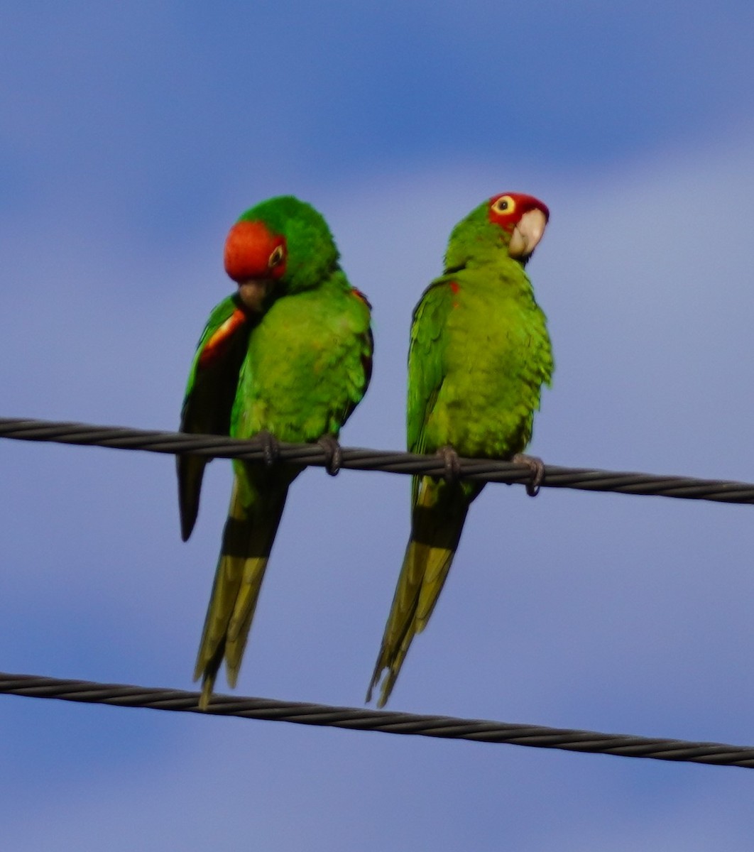 Guayaquil Papağanı - ML618432581