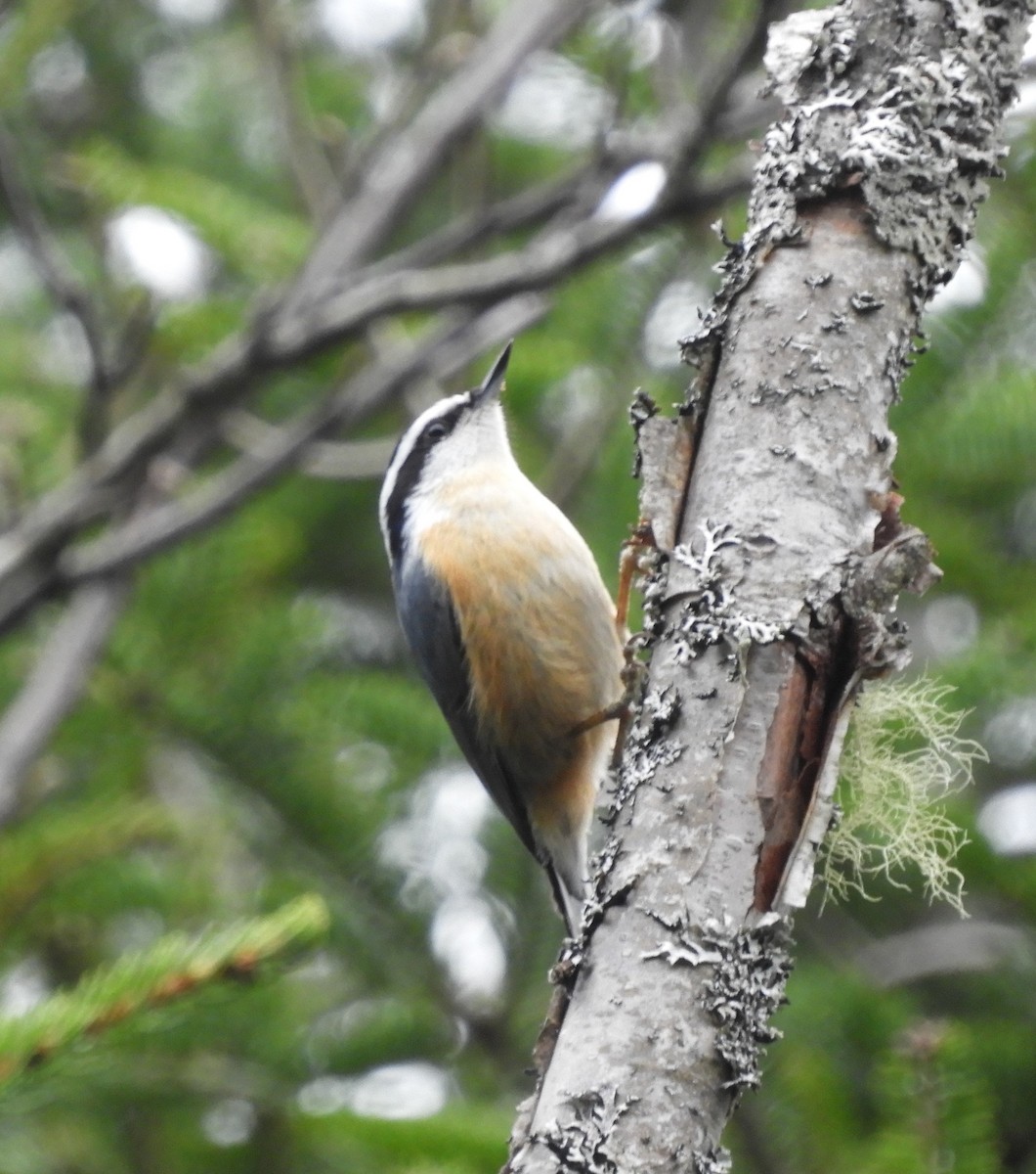 Red-breasted Nuthatch - Kathleen Spicer