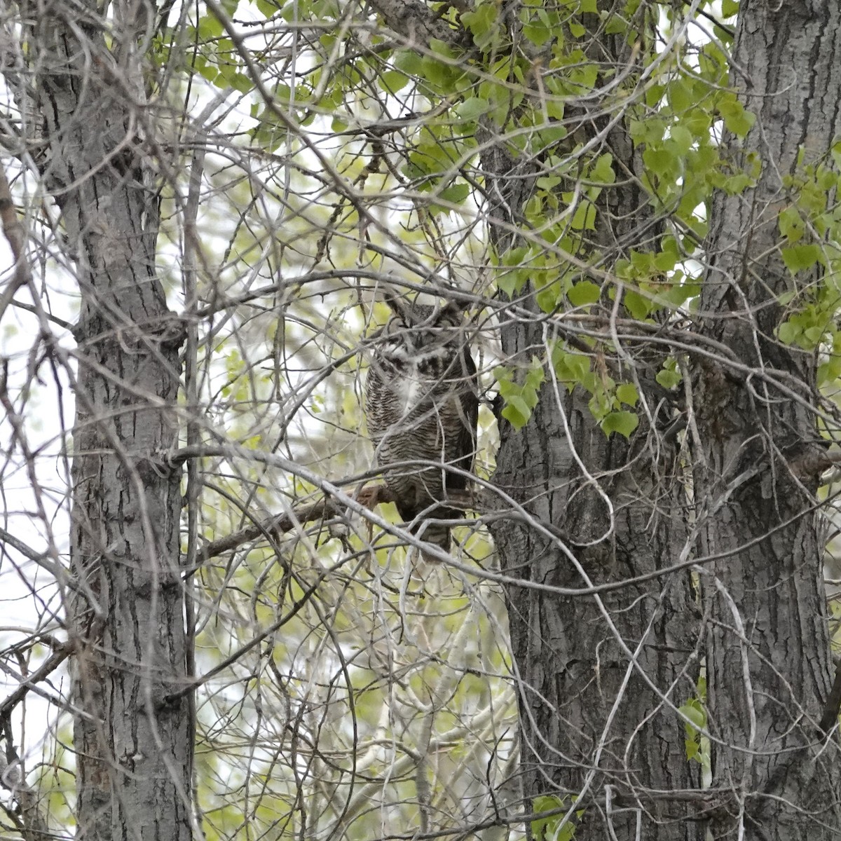 Great Horned Owl - ML618432614